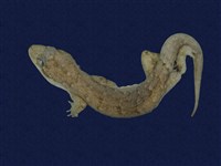 藏品(無疣蝎虎)的圖片